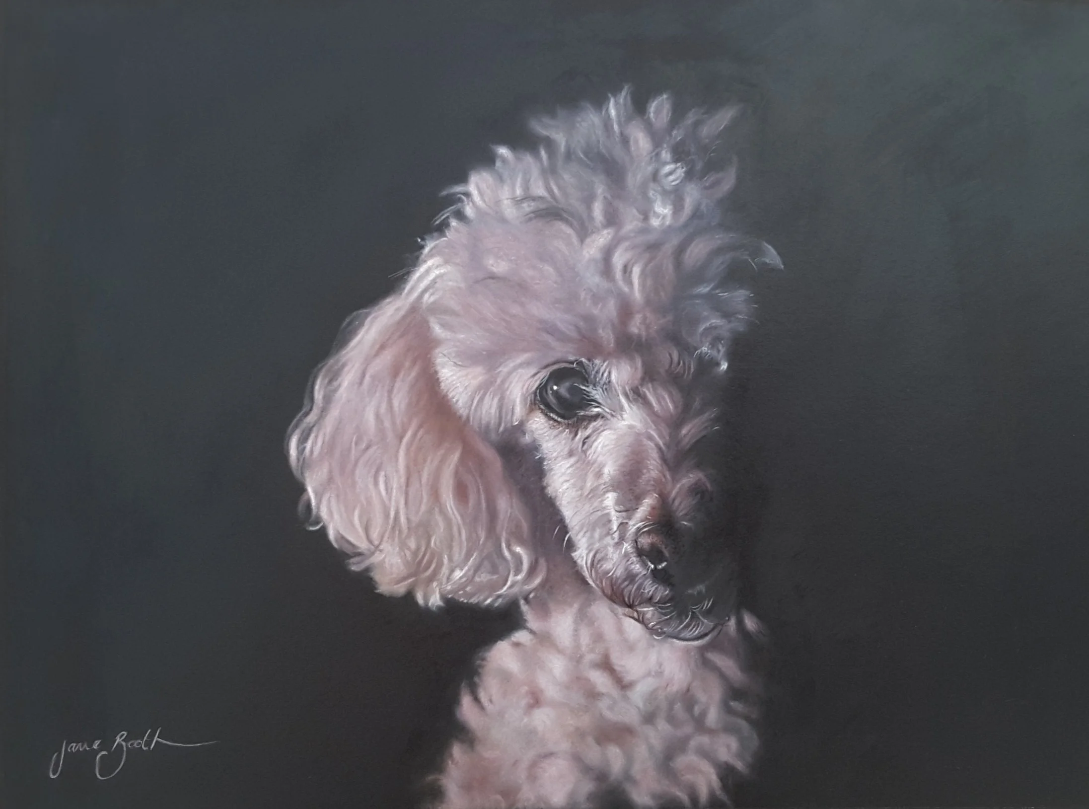 Toy Poodle Painting - Tina