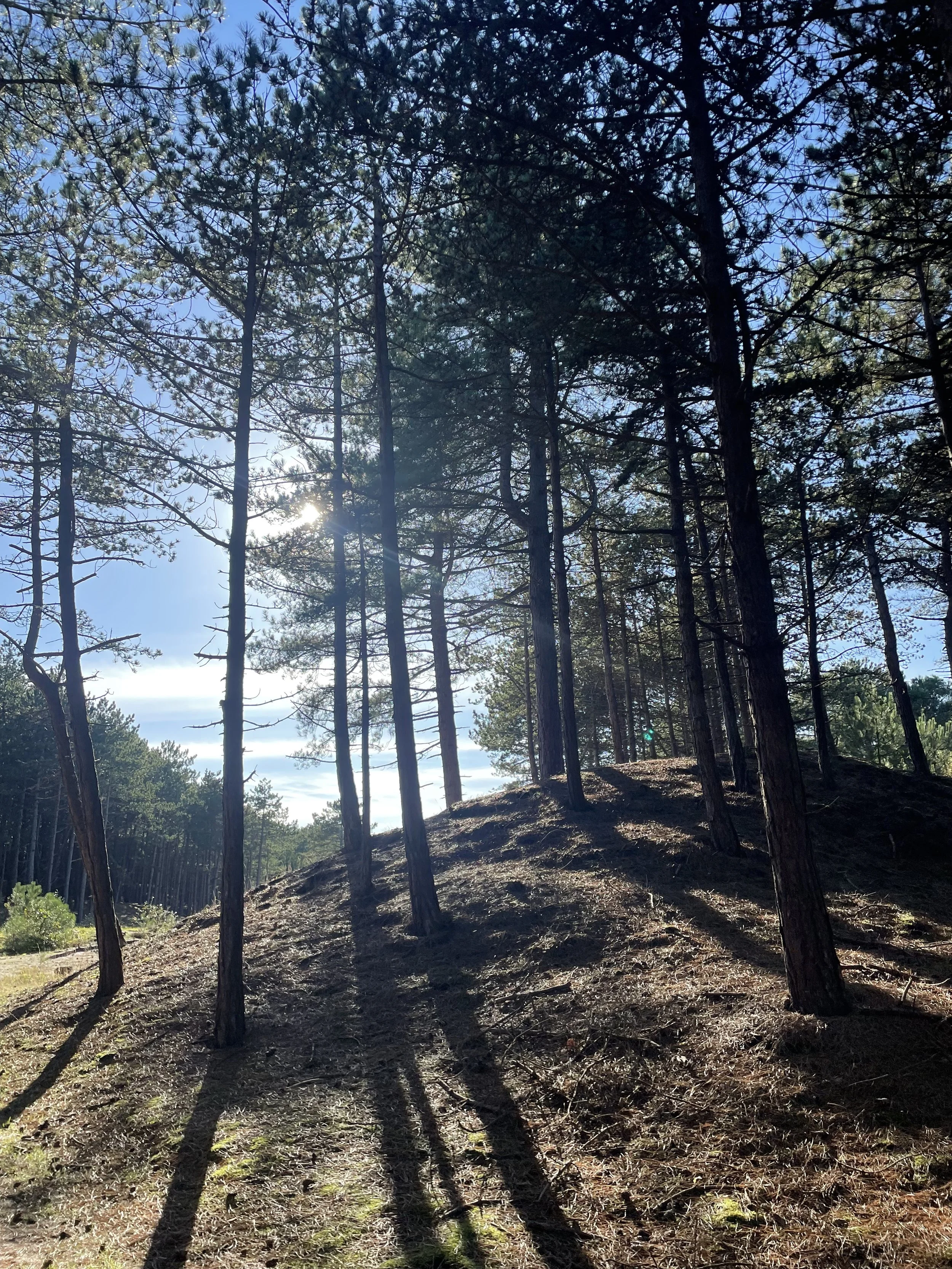 NAU, 1e jaring - Collectief Walden