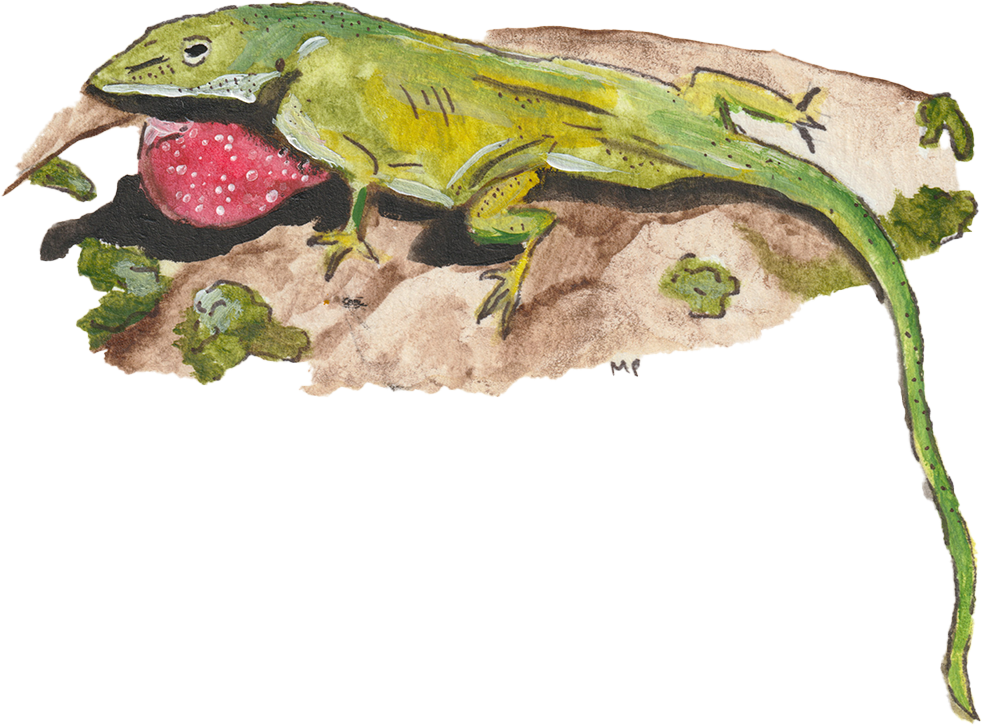 lizard 1.png