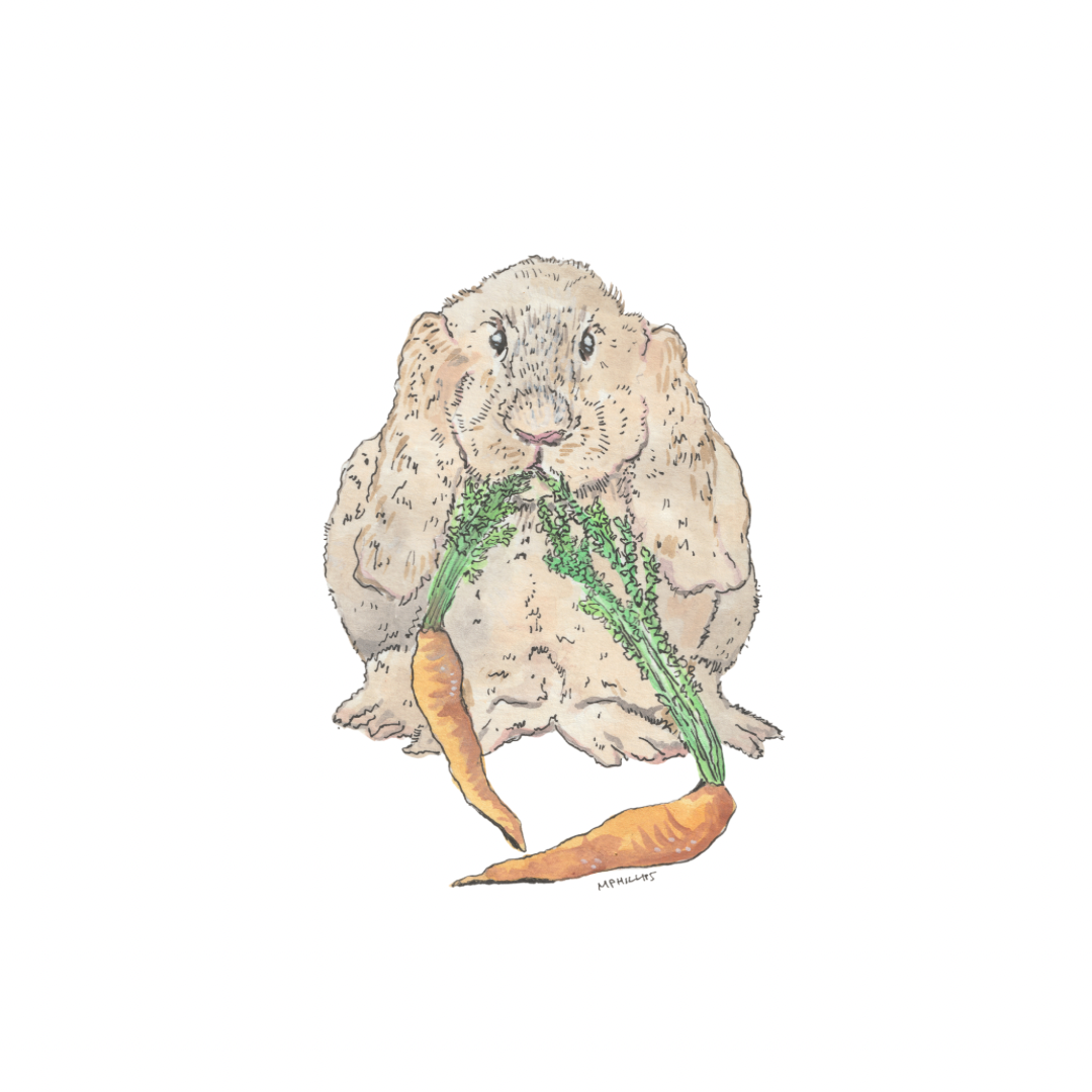 GARDEN ILLUSTRATIONS 121324 - 2.PNG