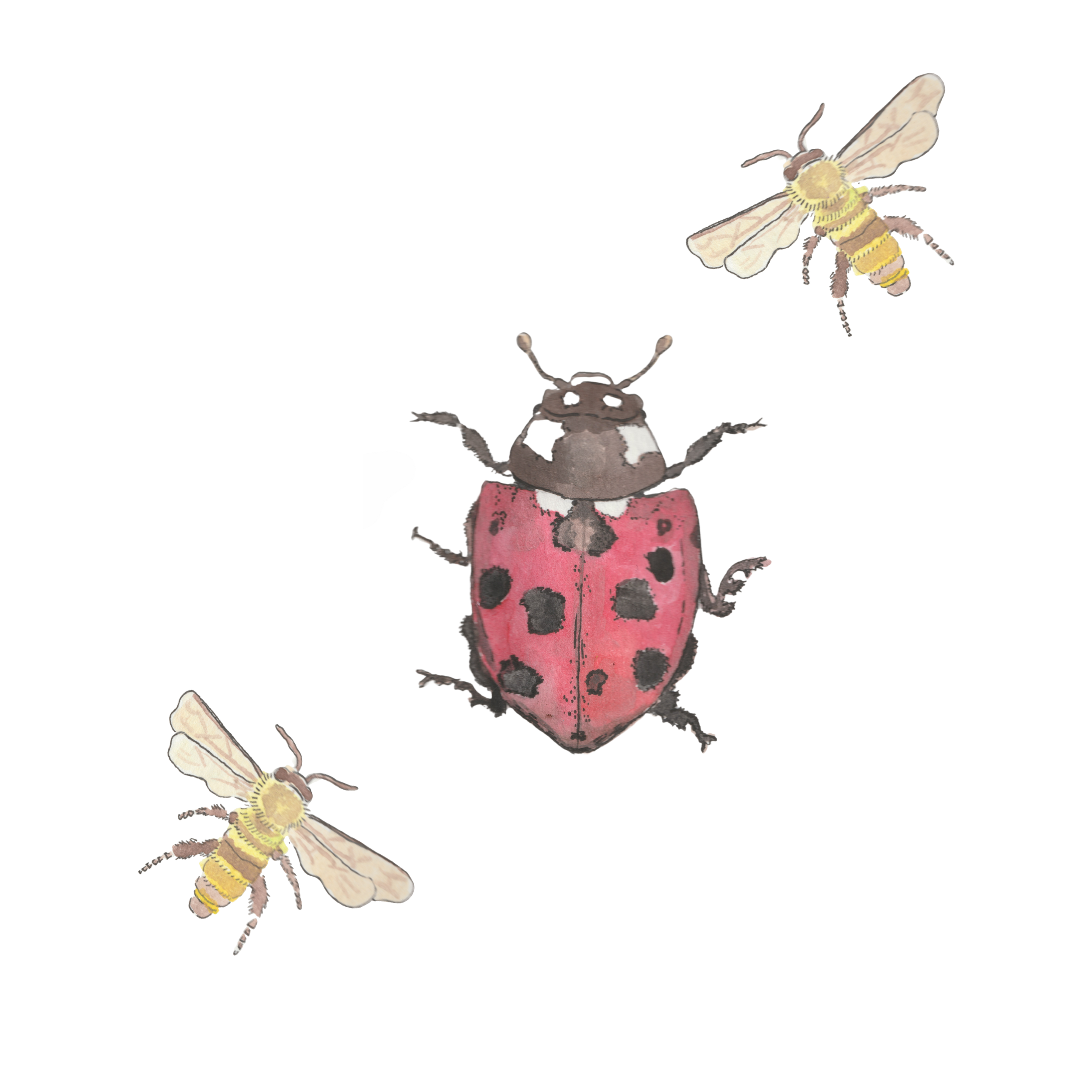 GARDEN ILLUSTRATIONS 121324.zip - 7.PNG