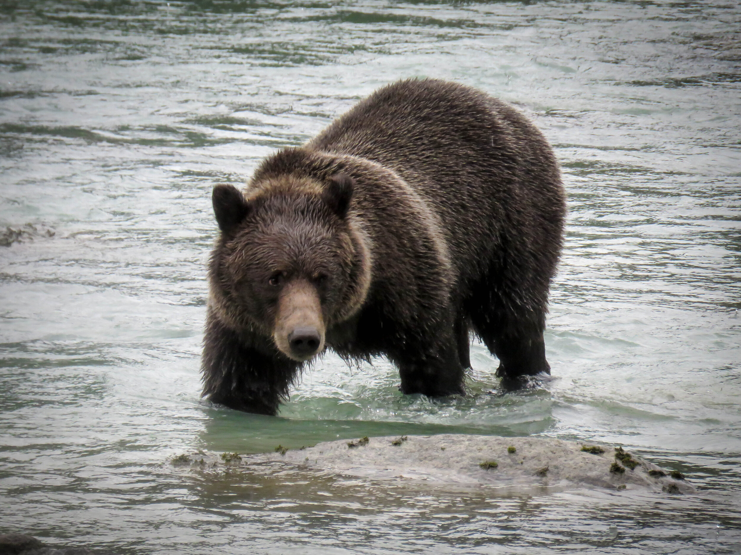 00006 Chilkoot Bear.jpg
