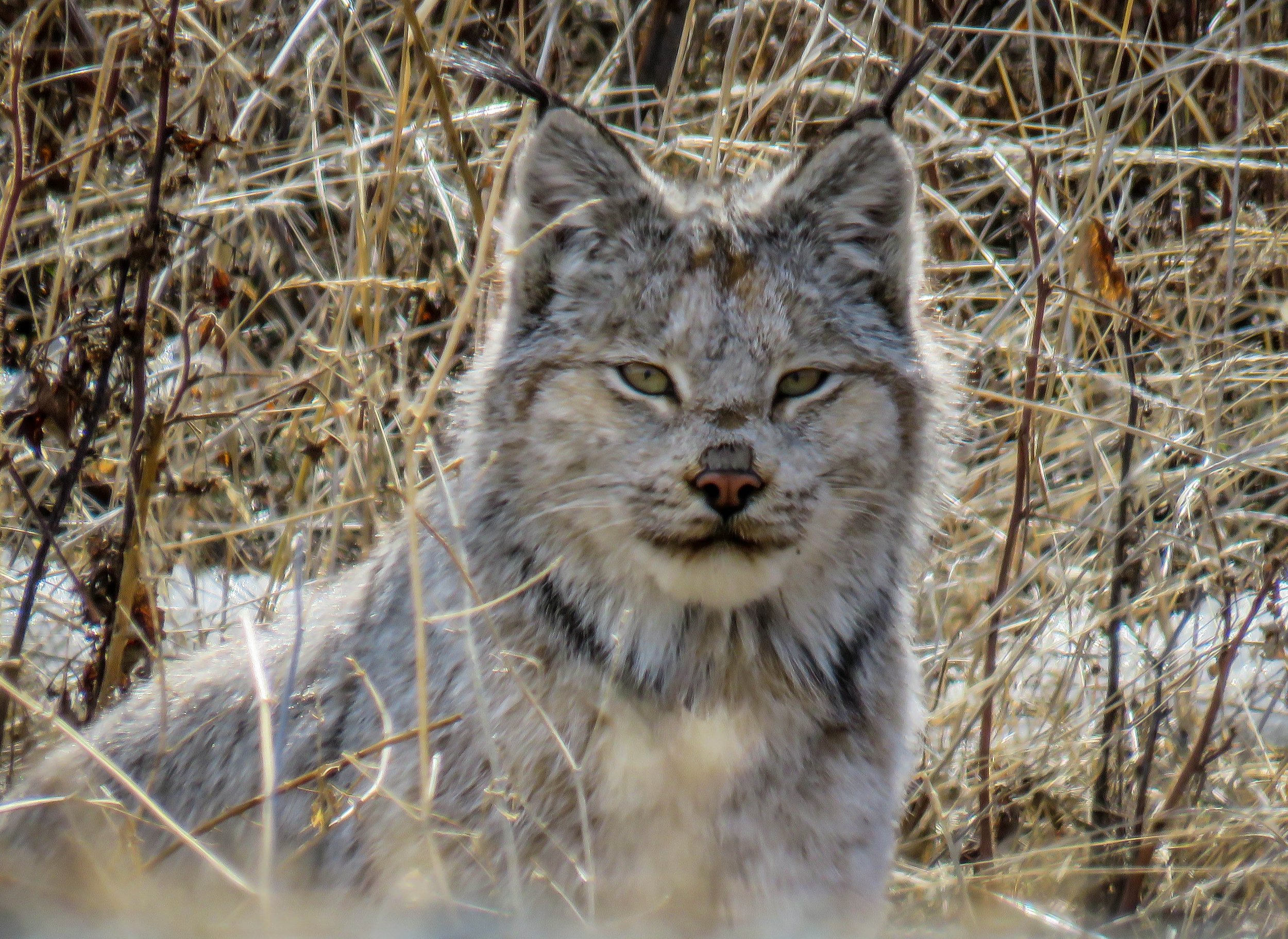 Canadian Lynx