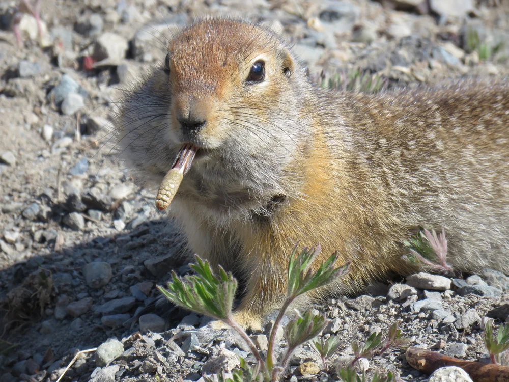 Arctic Ground Squirrel