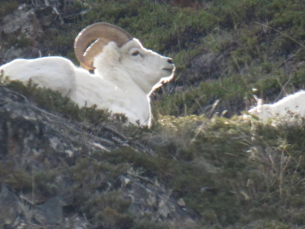 Dall Sheep