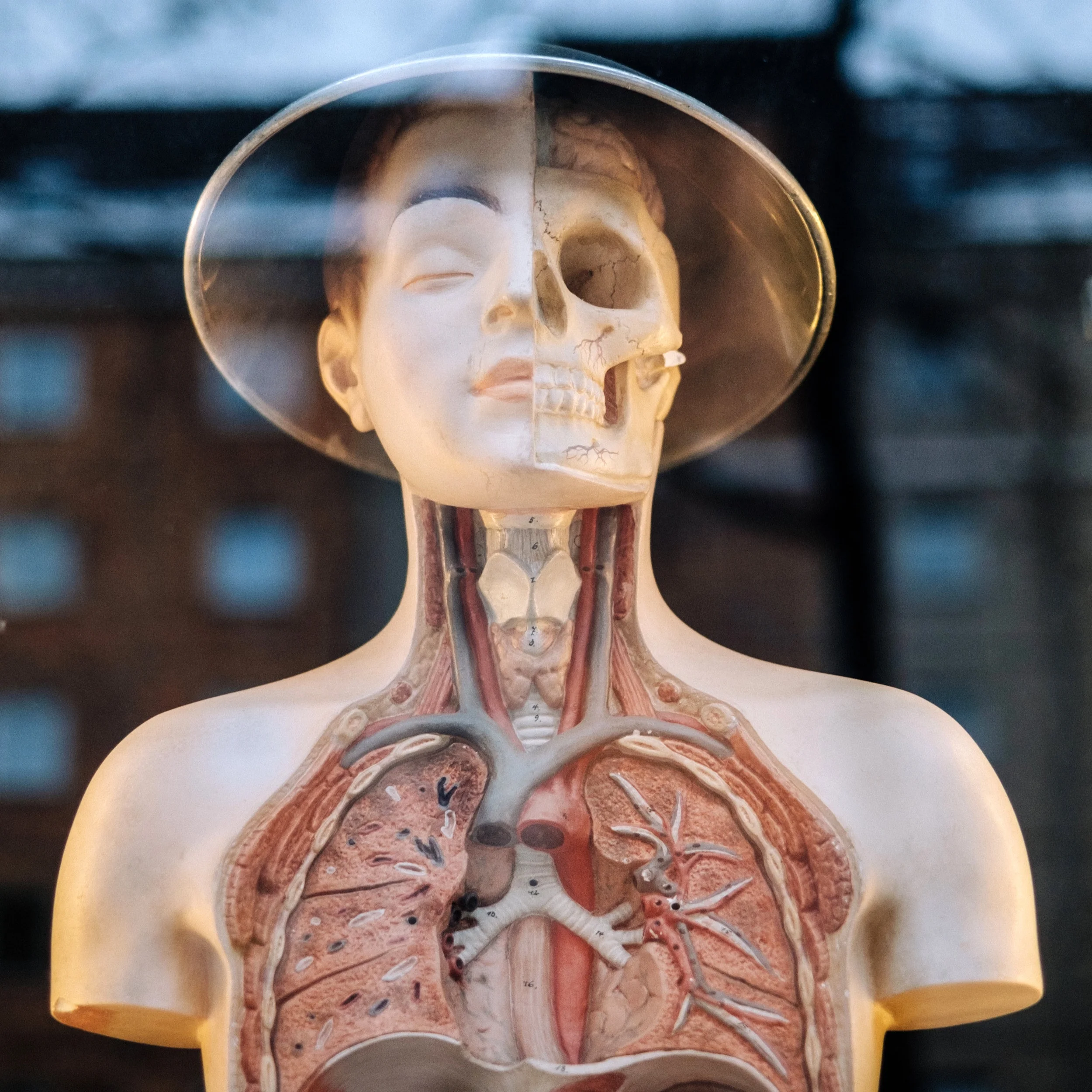 The Basics of Organ Donation