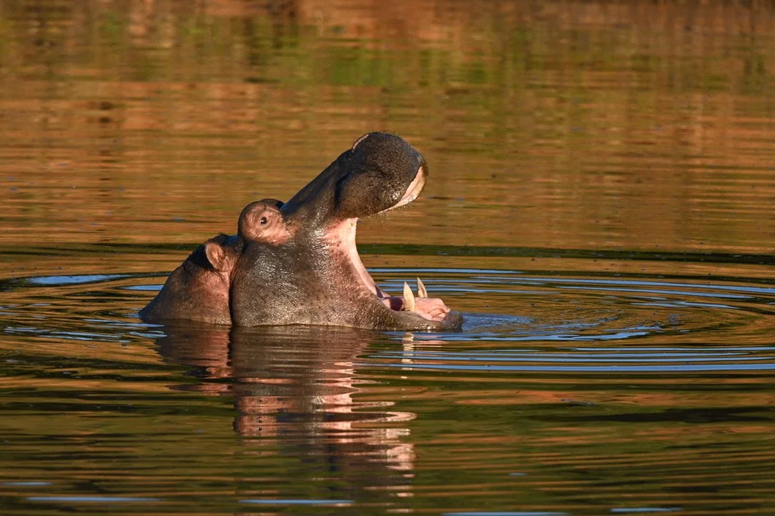 60EDAC0B-A440-4195-A9D2-E2AAA7B27ABF_1_105_c.jpeg