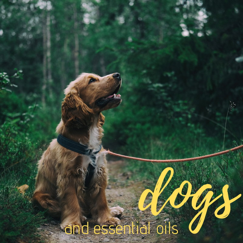 Dogs.png
