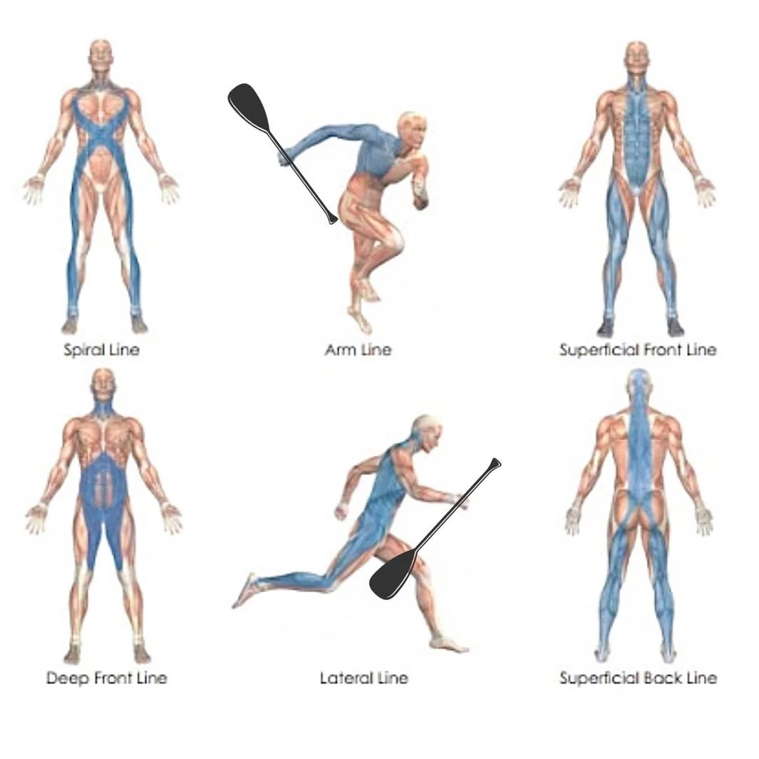 What do you think this depiction of connective tissue(fascia lines) have to do with SUP? 🌀💪 #AnatomyOfaSupStroke #PaddleLife #SupLife #SupRacer