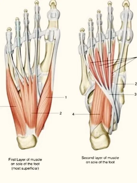 1st and 2nd Layers of muscle in the foot. These are responsible for the more distinct movements of the toes and foot. What is not seen here is the layer of fascia and fat pads that creat cushion/protection and also serve a sensory input. We use these