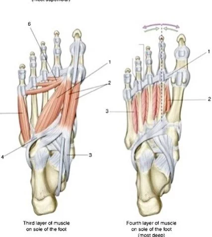 The deepest layers of the foot. 
Our personal favorite, the 4th layer Intrinsic muscles.  The are feather-like in structure due to the angling of fibers. They provide input to the transverse arch which has an effect through the foot providing sensory