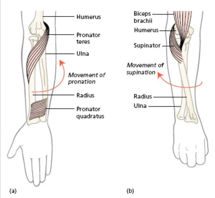 THE WRIST and FOREARM 

Your forearm doesn&rsquo;t just bend during a paddle stroke. It rotates.

The forearm contains two bones&mdash;the radius and ulna.

As the hand changes position, the radius rotates around the ulna:

SUPINATION &mdash; the bon