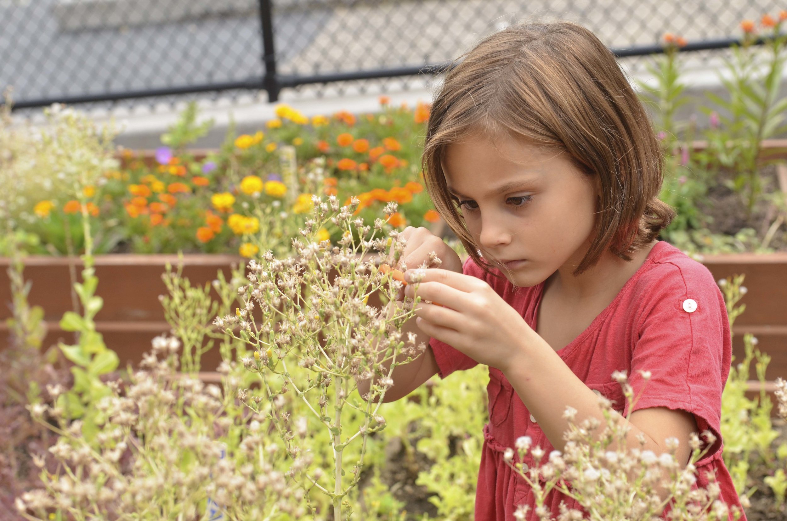 National Farm to School Network