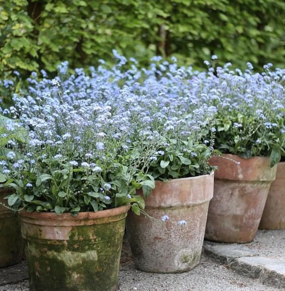 forget me nots_potted plants.jpg