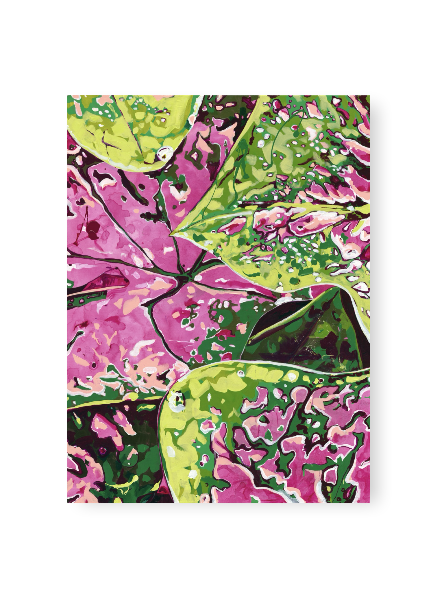 Boston Commons Caladium - By Kelly Lever