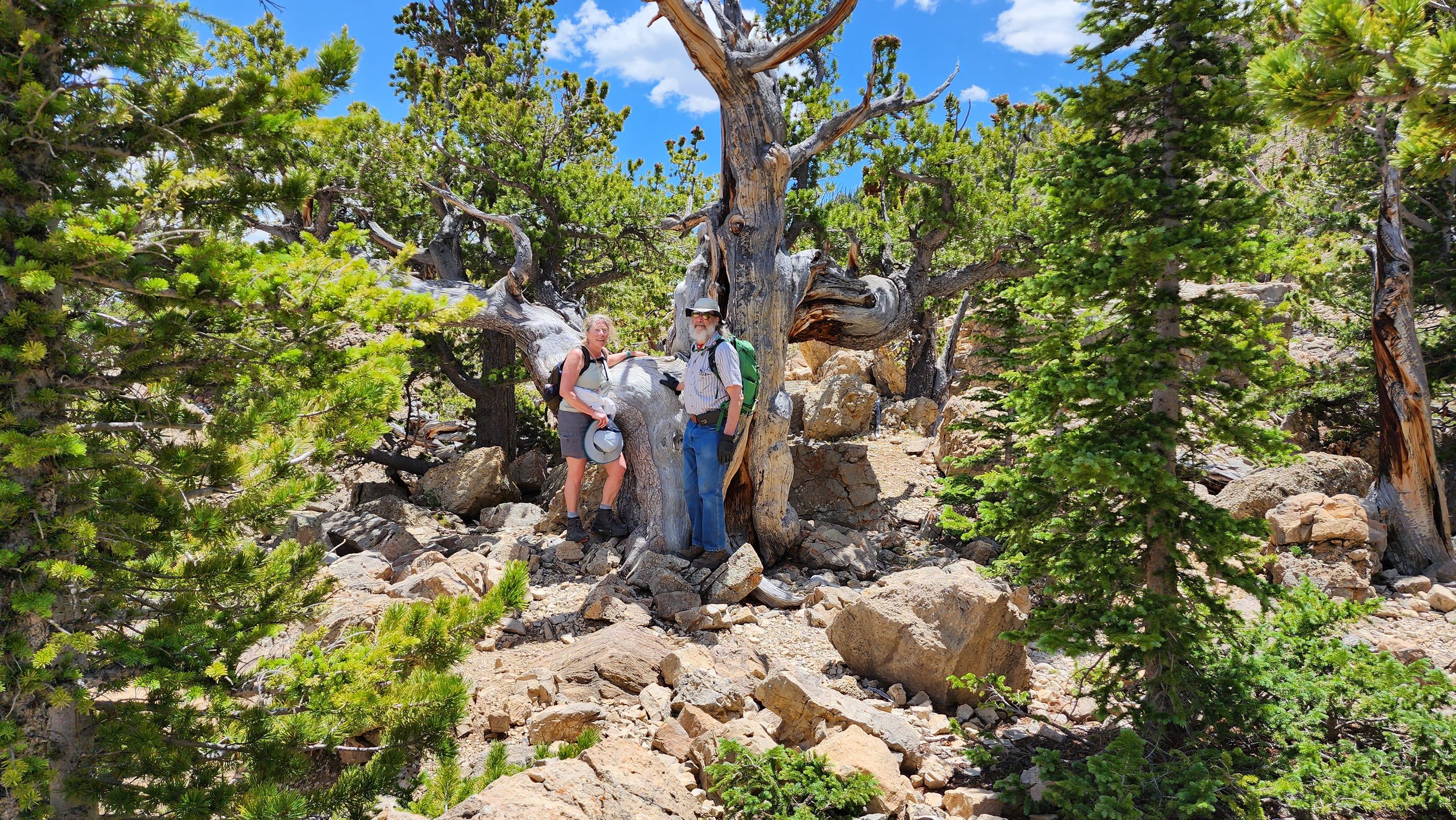 Mike and me in a grove of Bristlecone Pines on Limber Grove Trail