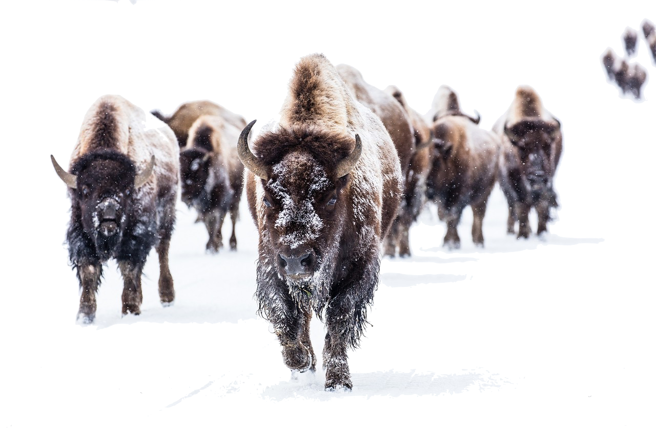 bison-2237654_1280.png