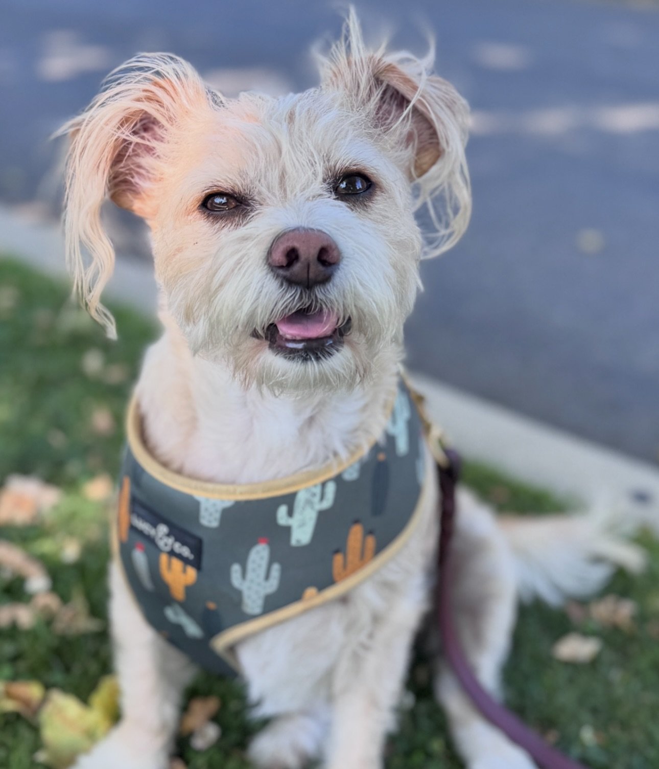 Last day as&nbsp;Tolucan Times&rsquo; Dog of the Month and Charlie is handling it with humility, grace, and a dramatic sigh as she lounges on her throne (the couch). 👑🐾
To recap her reign: 🐕 Barked at 47 squirrels 🐕Stole 6 blankets (zero regrets)