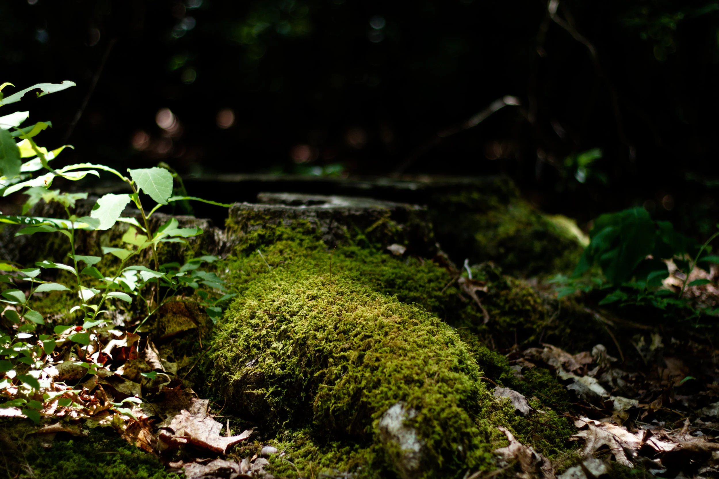 moss-1.jpg