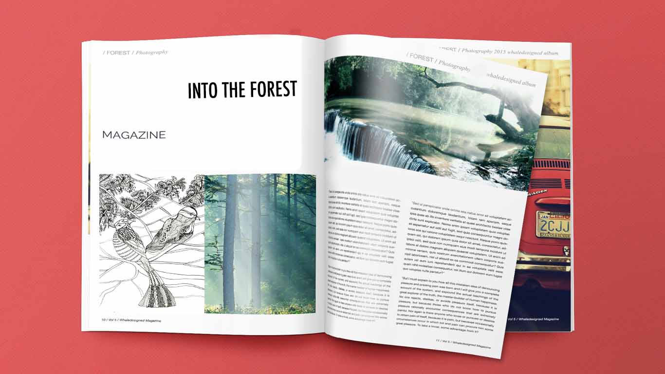 BirdMagazine_Illustration.jpg