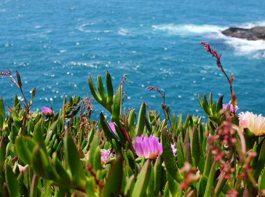 Mendocino3.jpg