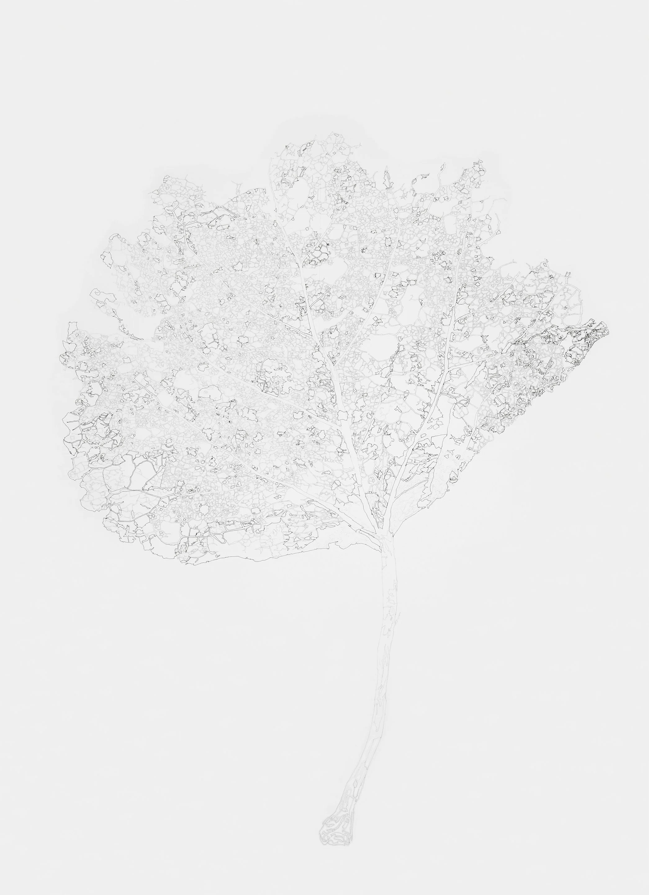 Aspen Leaf