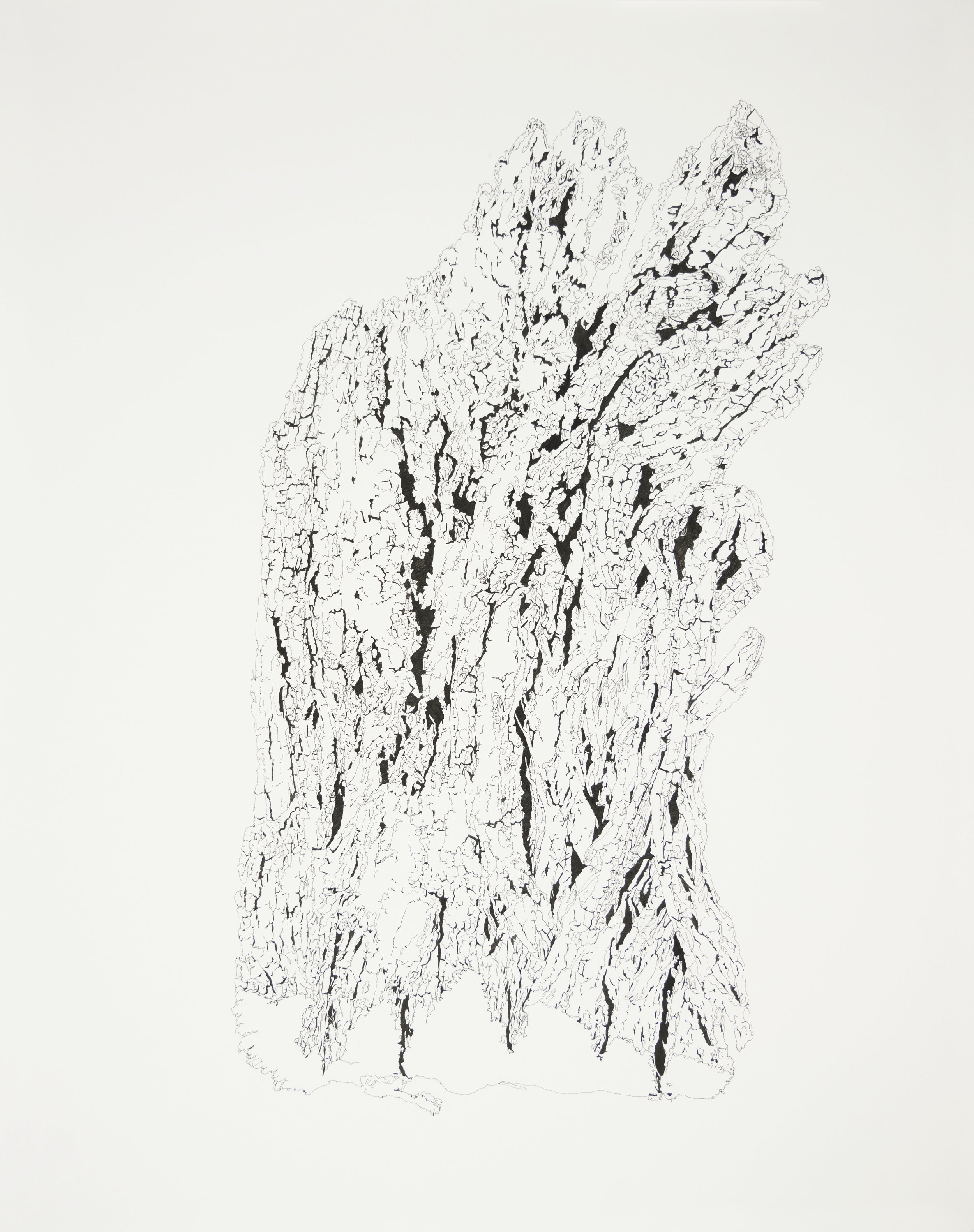 Crack Willow Bark