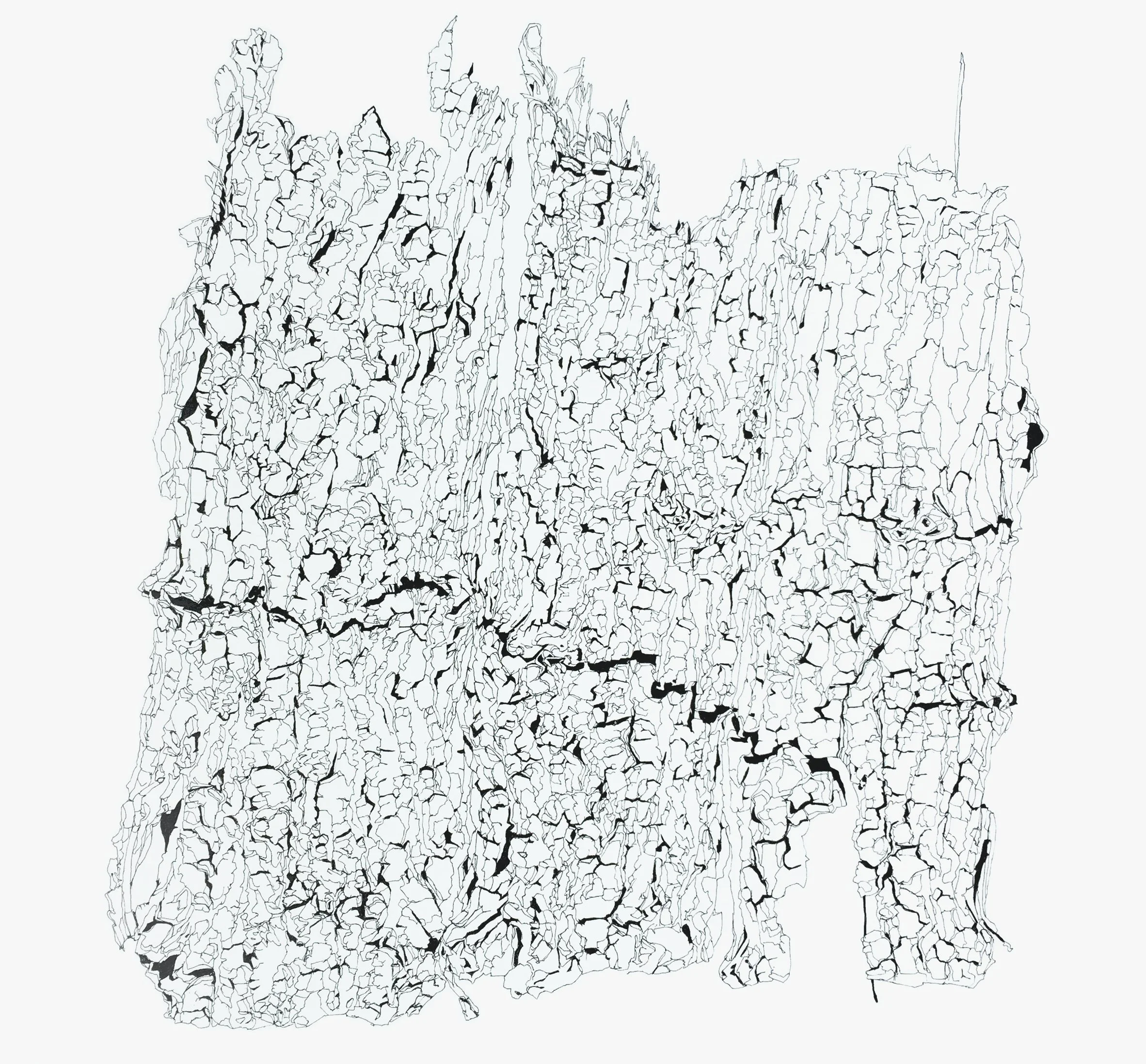 Surface. Bark_Ash