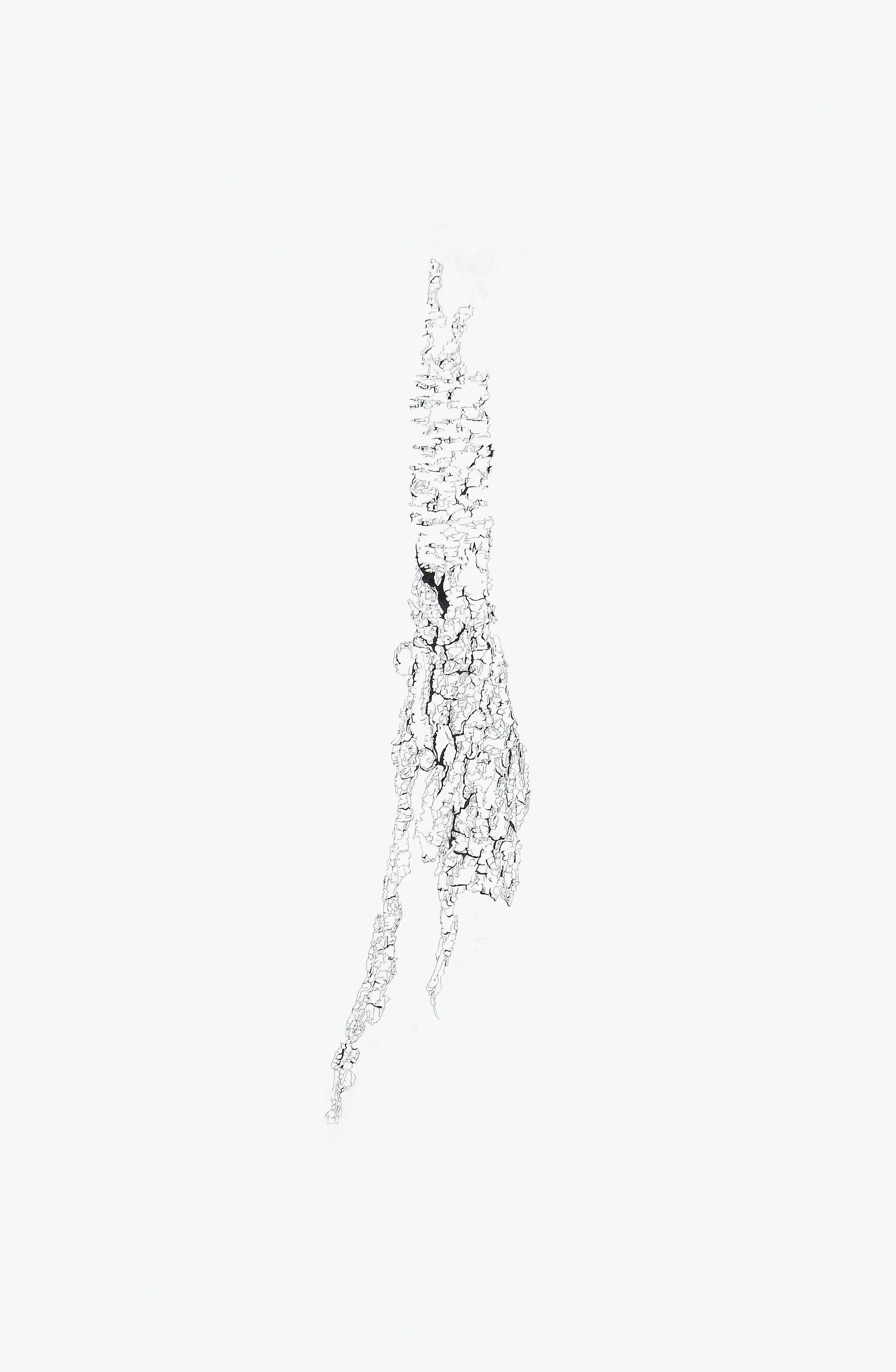 Surface. Bark_Pin Cherry