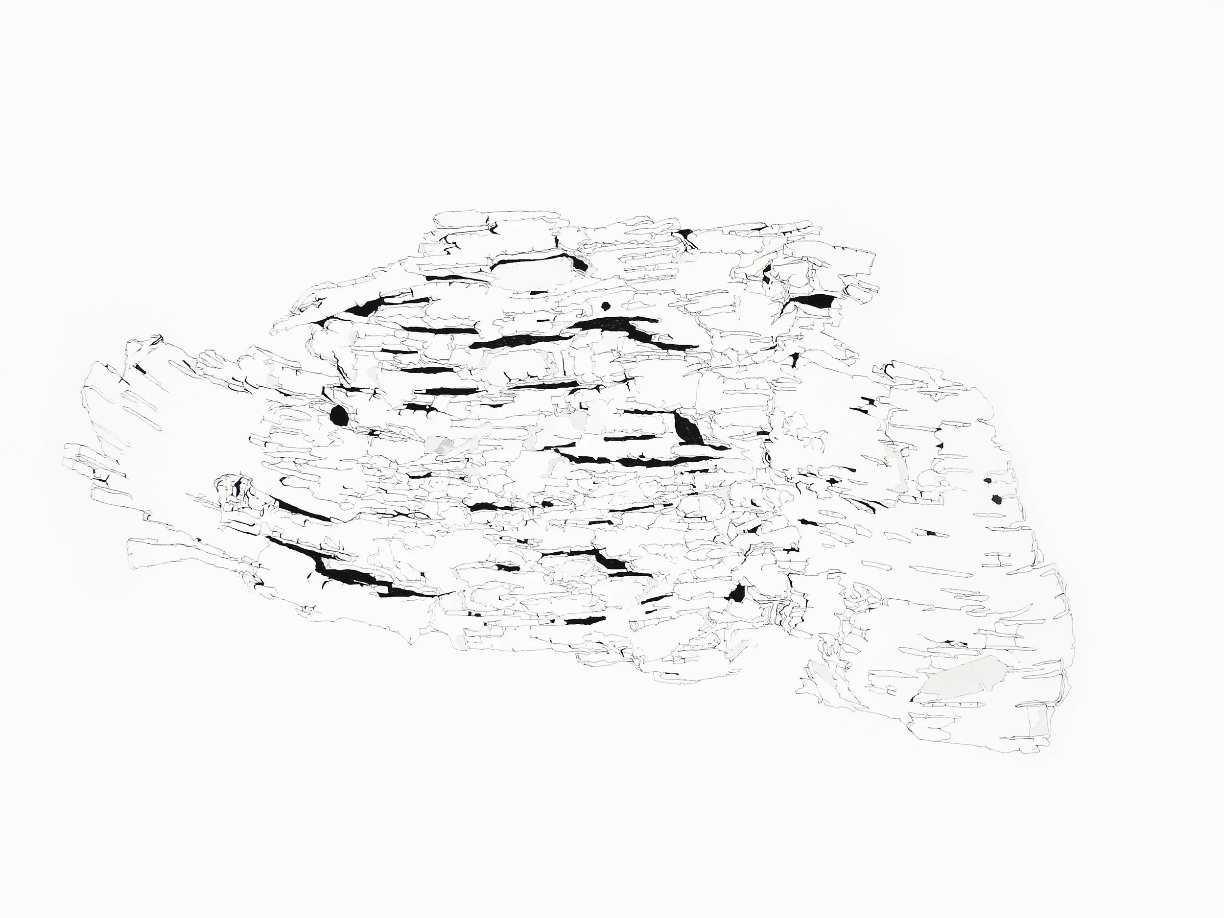 Surface. Bark_Birch