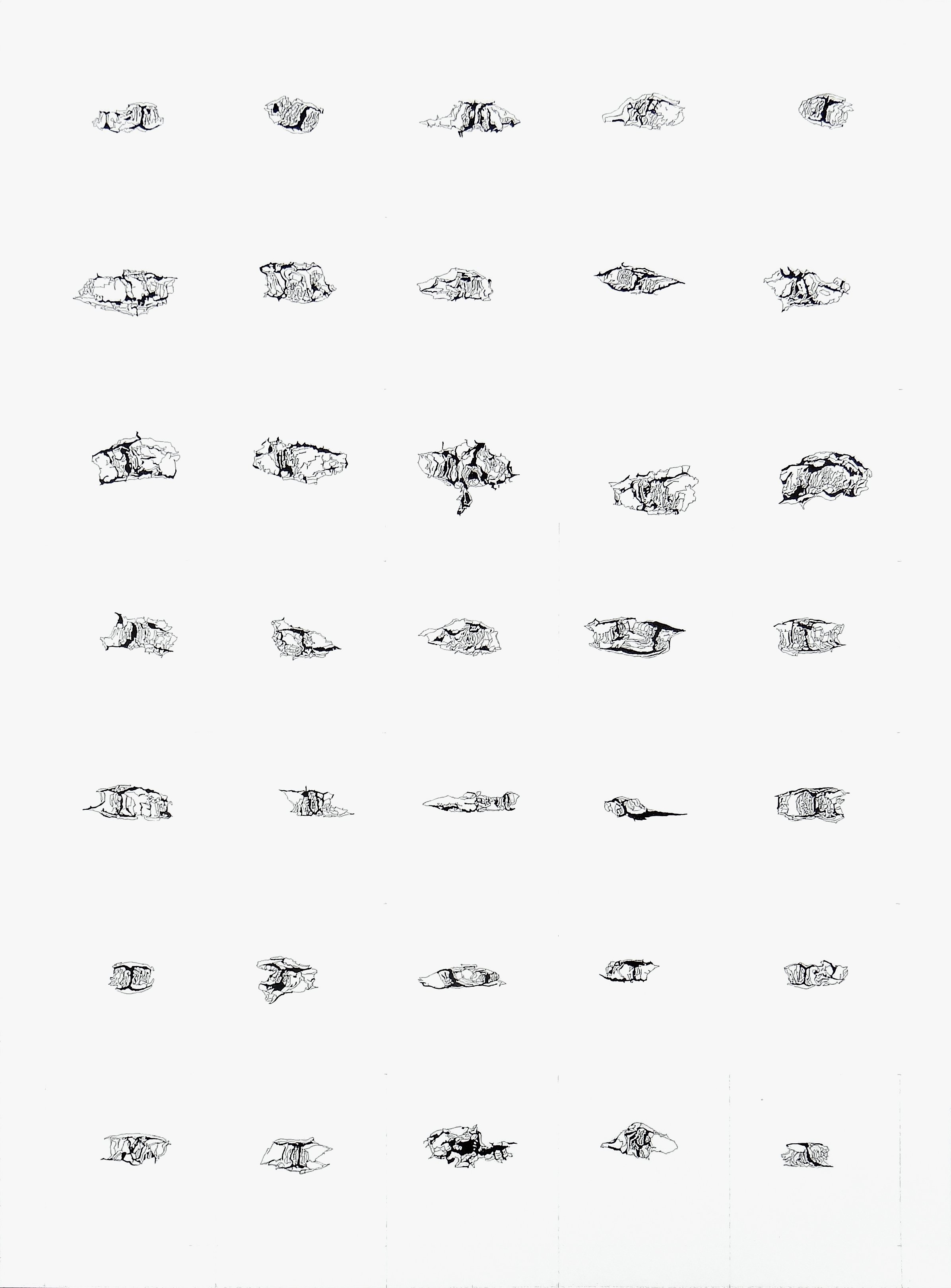 Components_Lenticels Birch_22x30.jpg