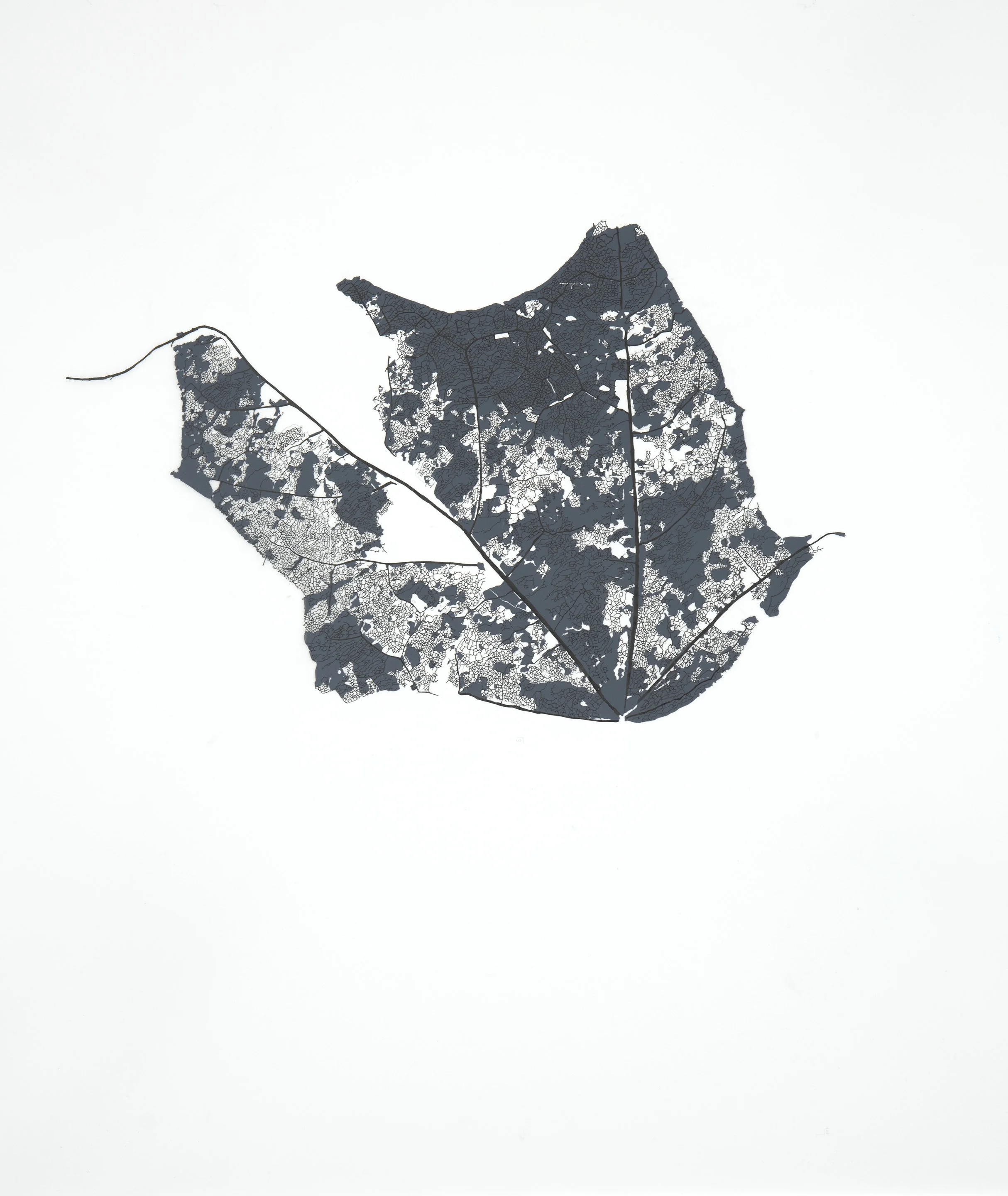 Maple Leaf #2 36x40.jpg