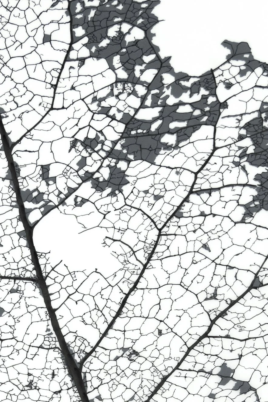 Balsam Poplar 2x3_detail.jpg