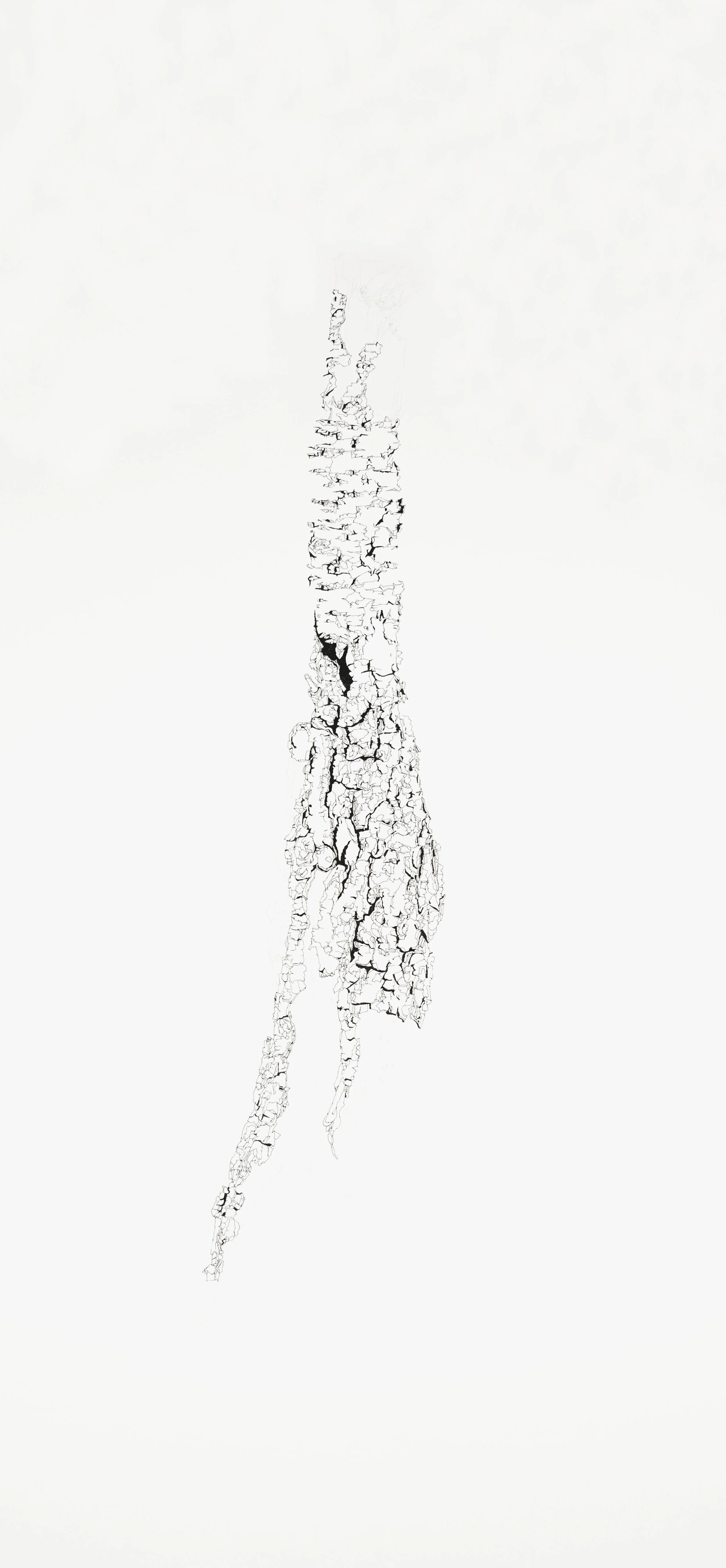 Surface_Bark-Pin Cherry_18x40.jpg