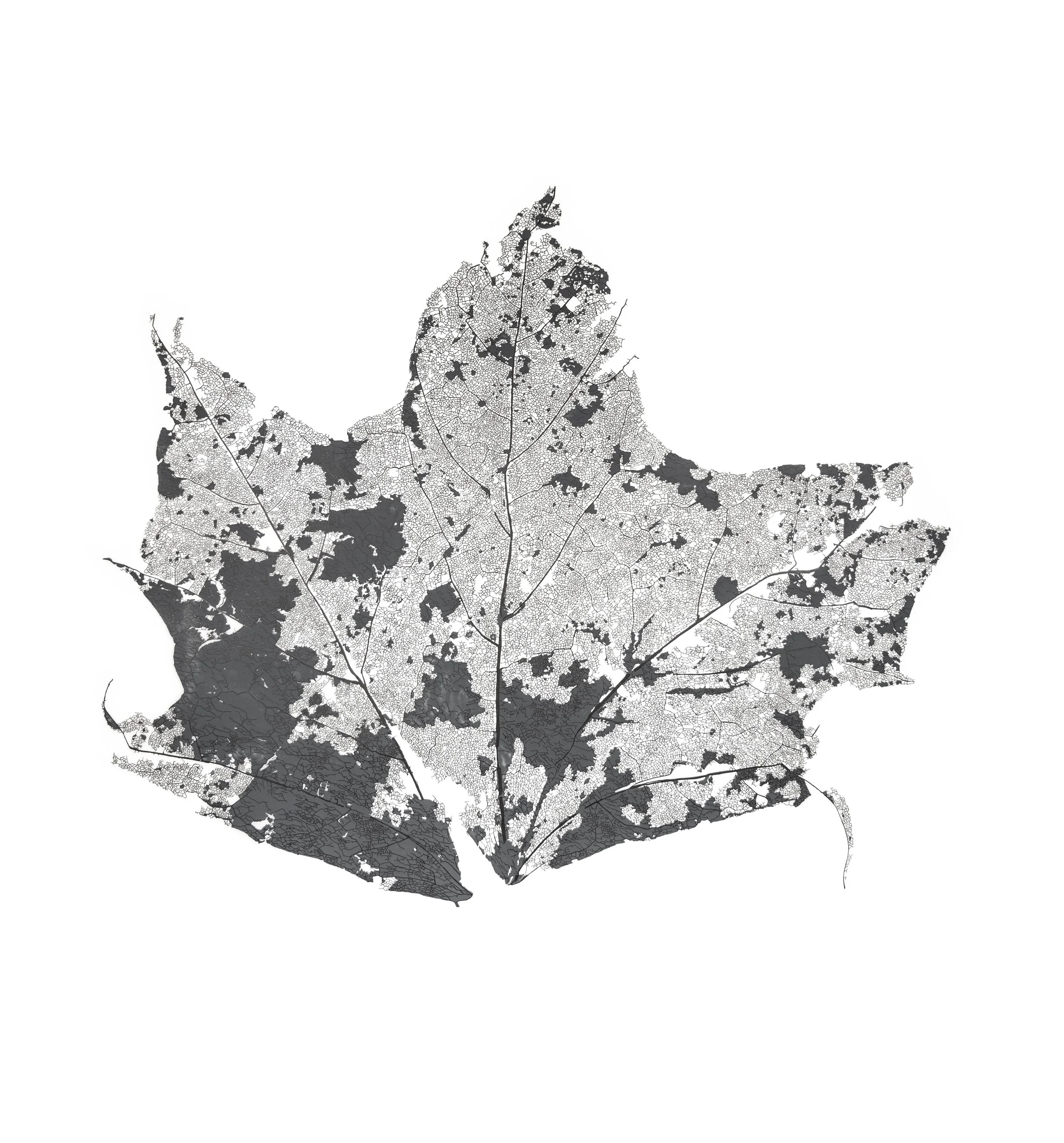 Maple Leaf_3 36x40.jpg