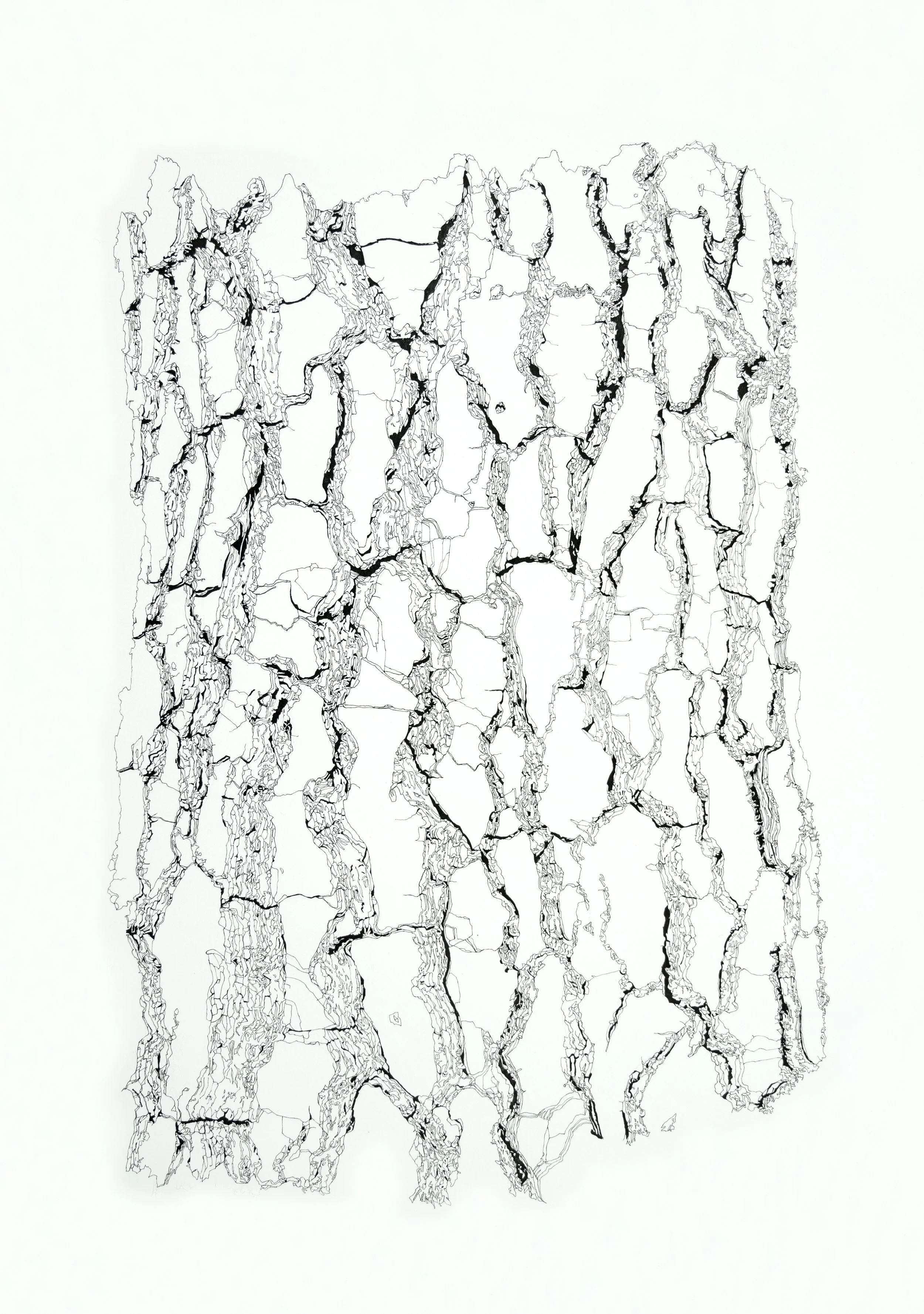 Surface. Bark_Maritime Pine
