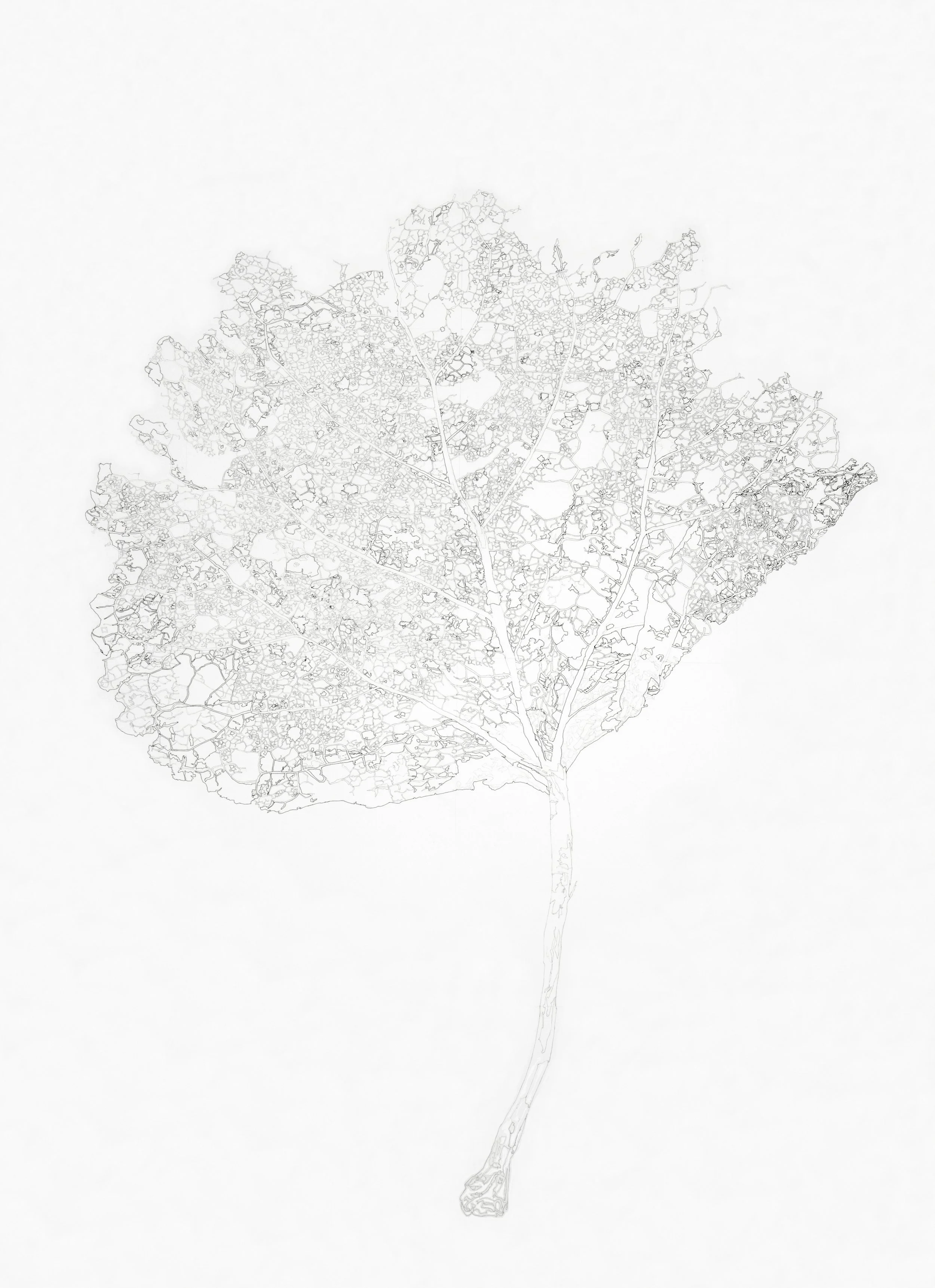 Aspen Leaf 32x40_lead pencil and black pen_2.jpg