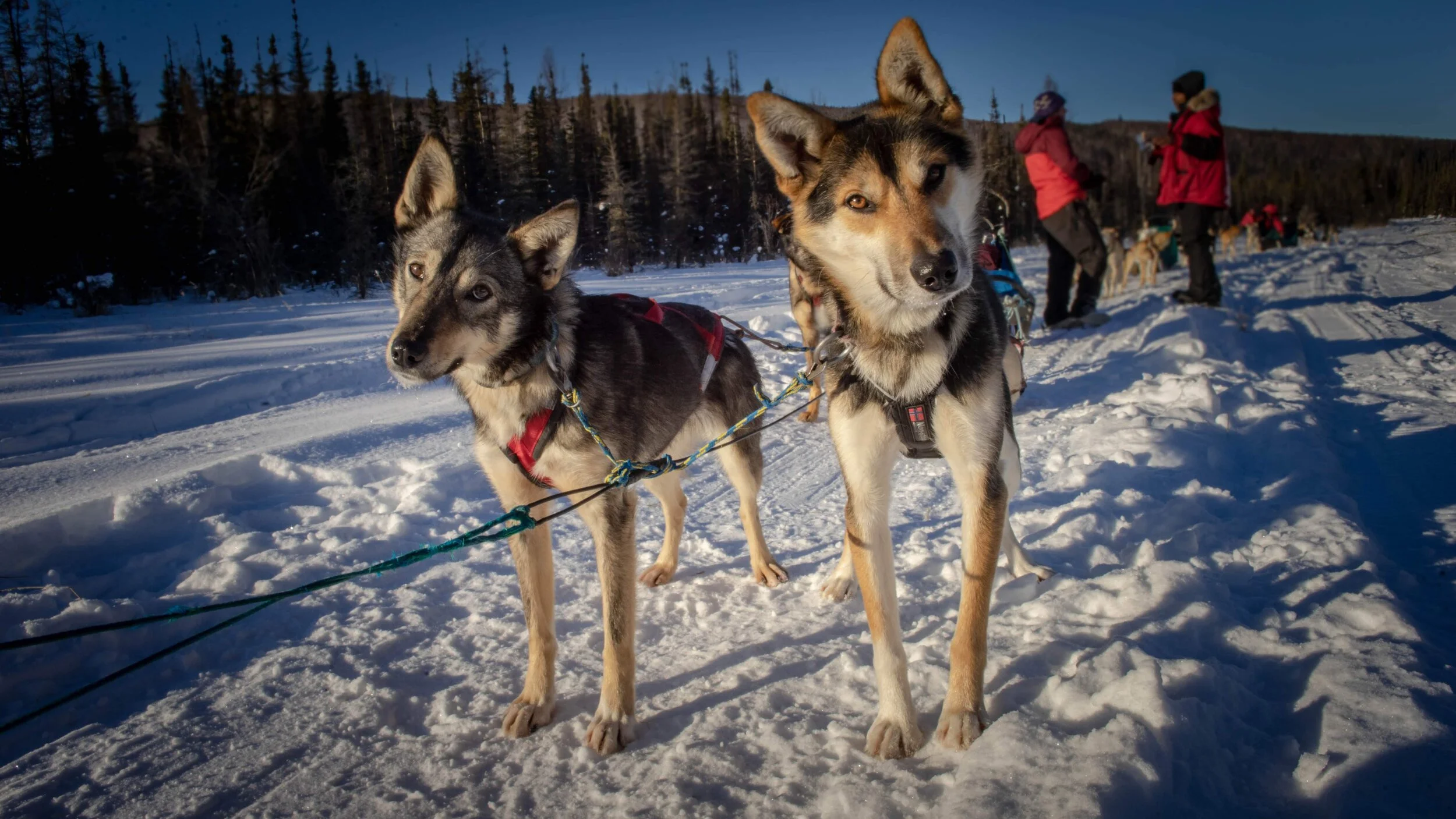 Winter Dog Sled Ride — Chena Outdoor Collective