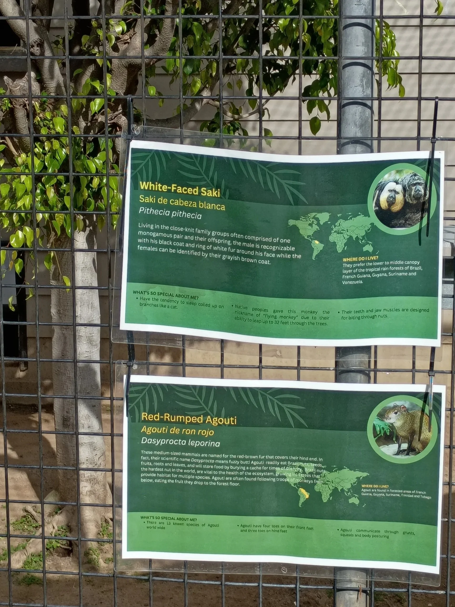 Santa Ana动物园（2）杜杜一家