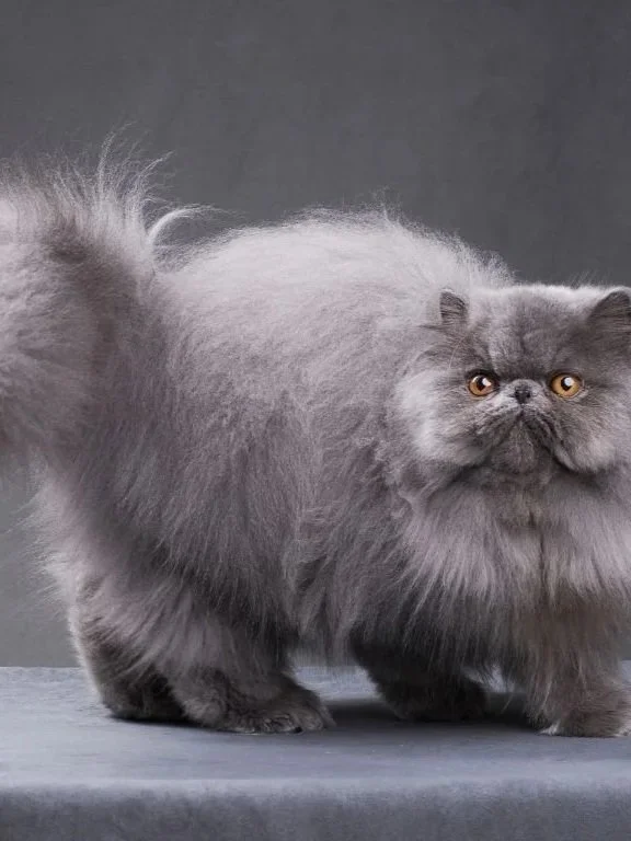 深夜听歌 波斯猫在有你的季节