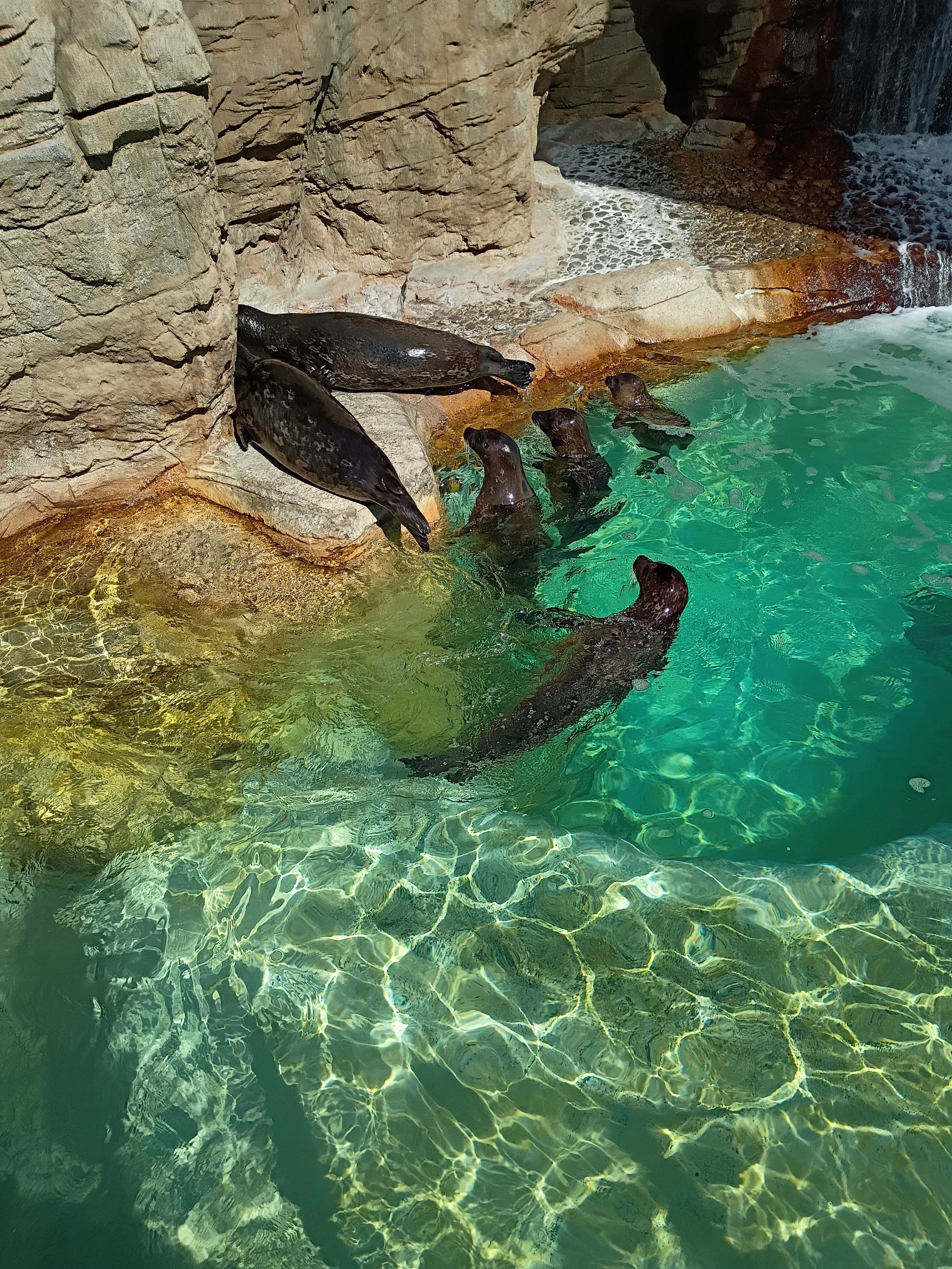 海洋世界 海狮🦭