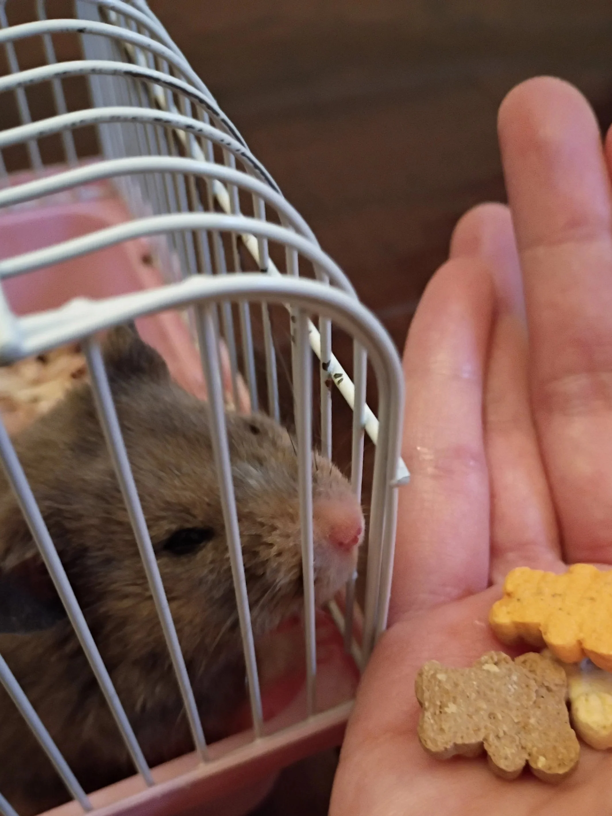 鼠子吃上Petco🧸小熊饼干啦！