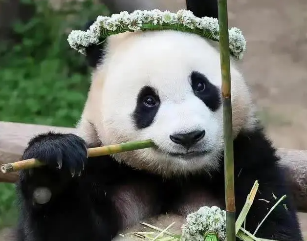 龙仁福氏🐼