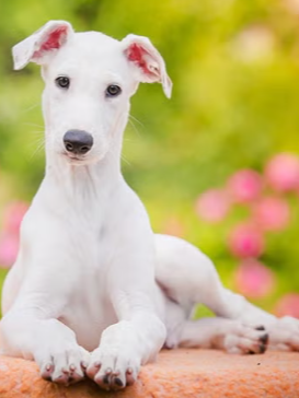 第一次知道灰狗巴士的greyhound是real🐶