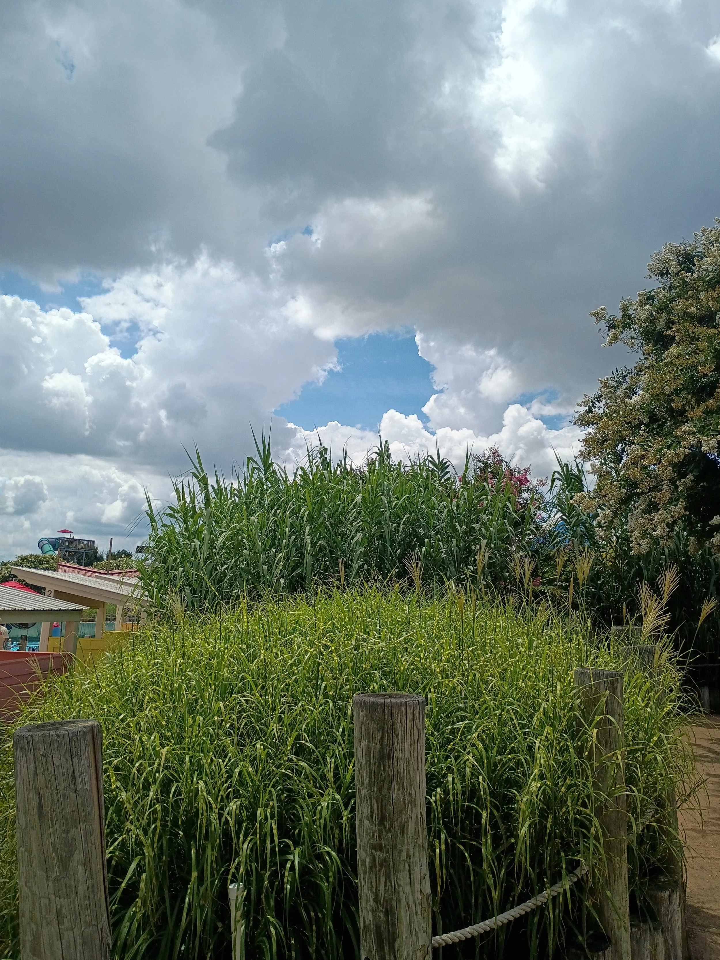 Kentucky Kingdom Summer Corn🌽
