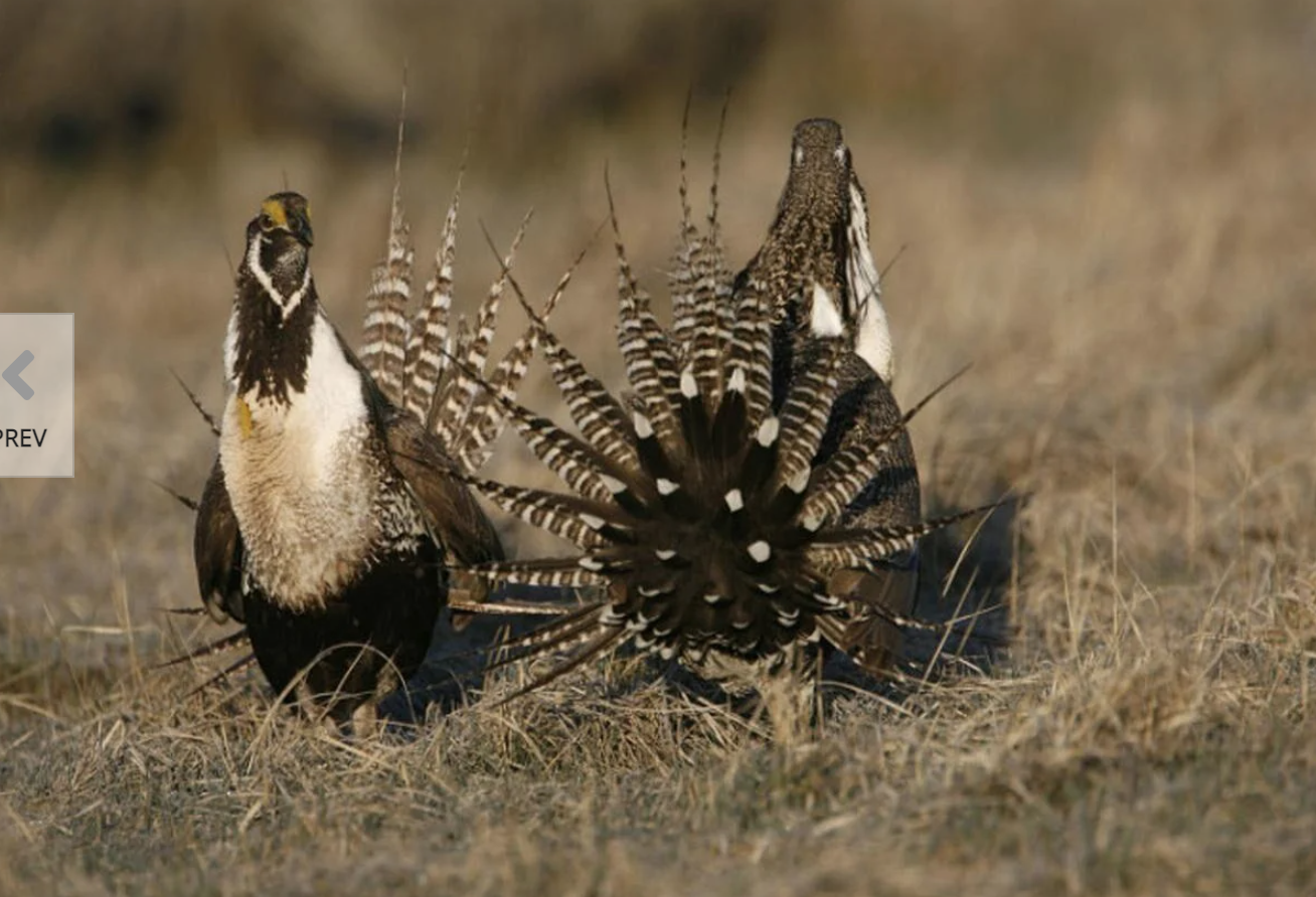 Efforts to save Gunnison sage-grouse continue