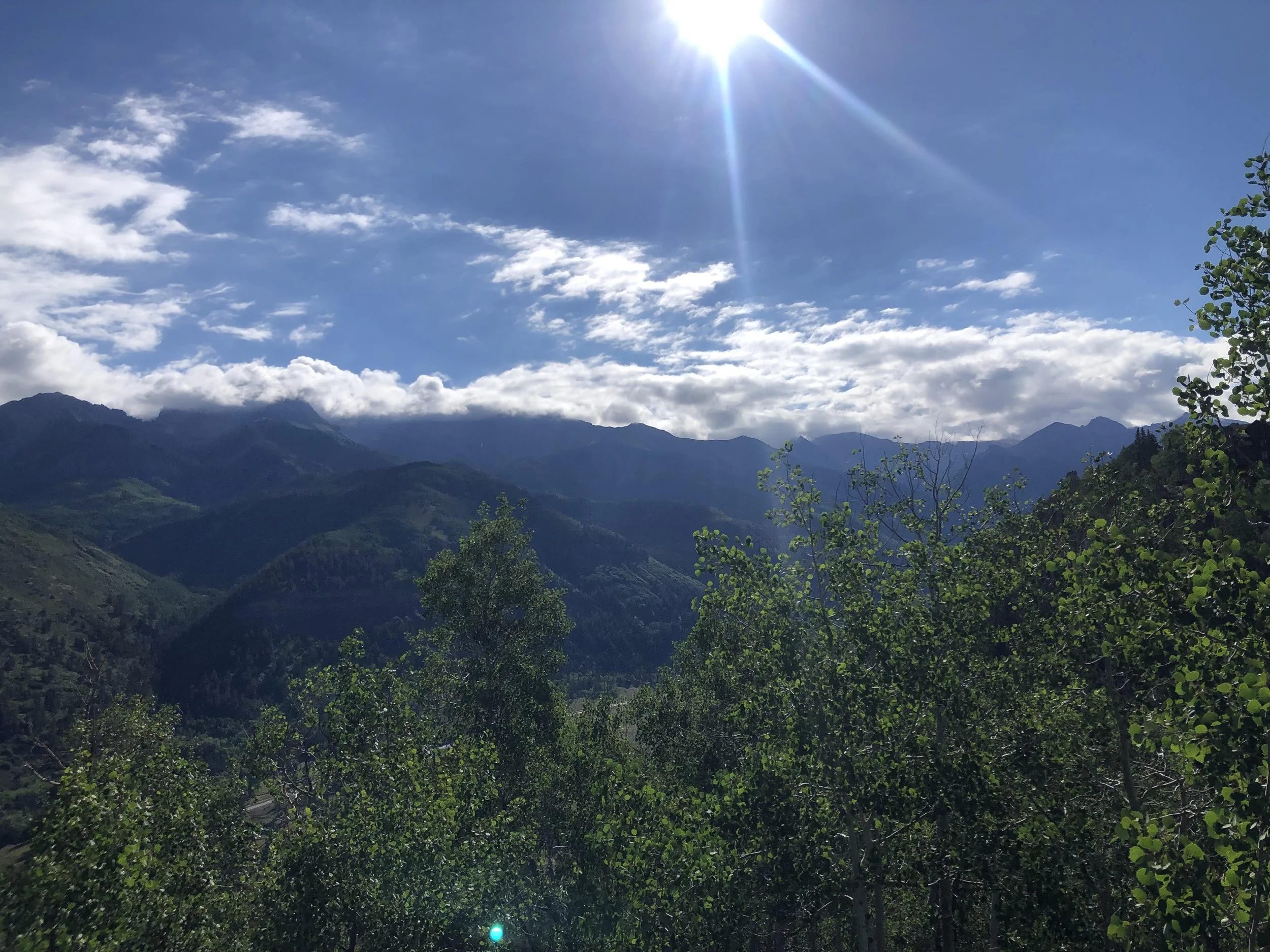 Our forests deserve better