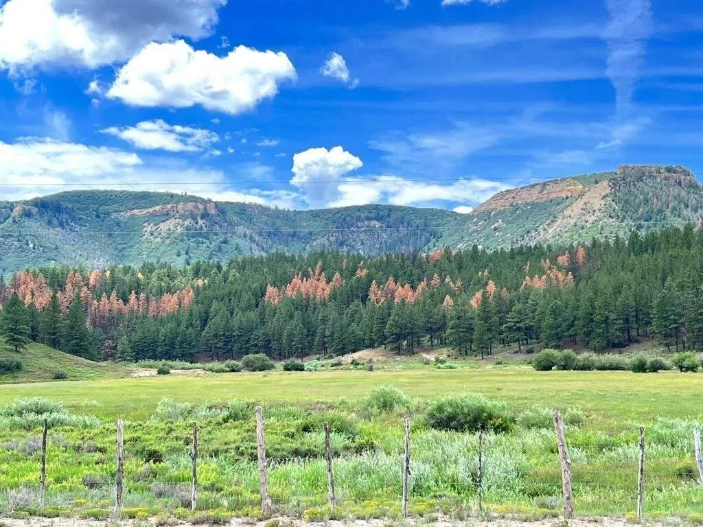 Trees are sparking conversations, but their deaths are not fueling fires