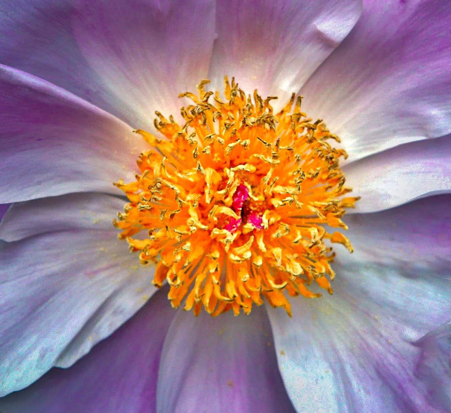 Jacob Lindenthal - Flora-57.jpg