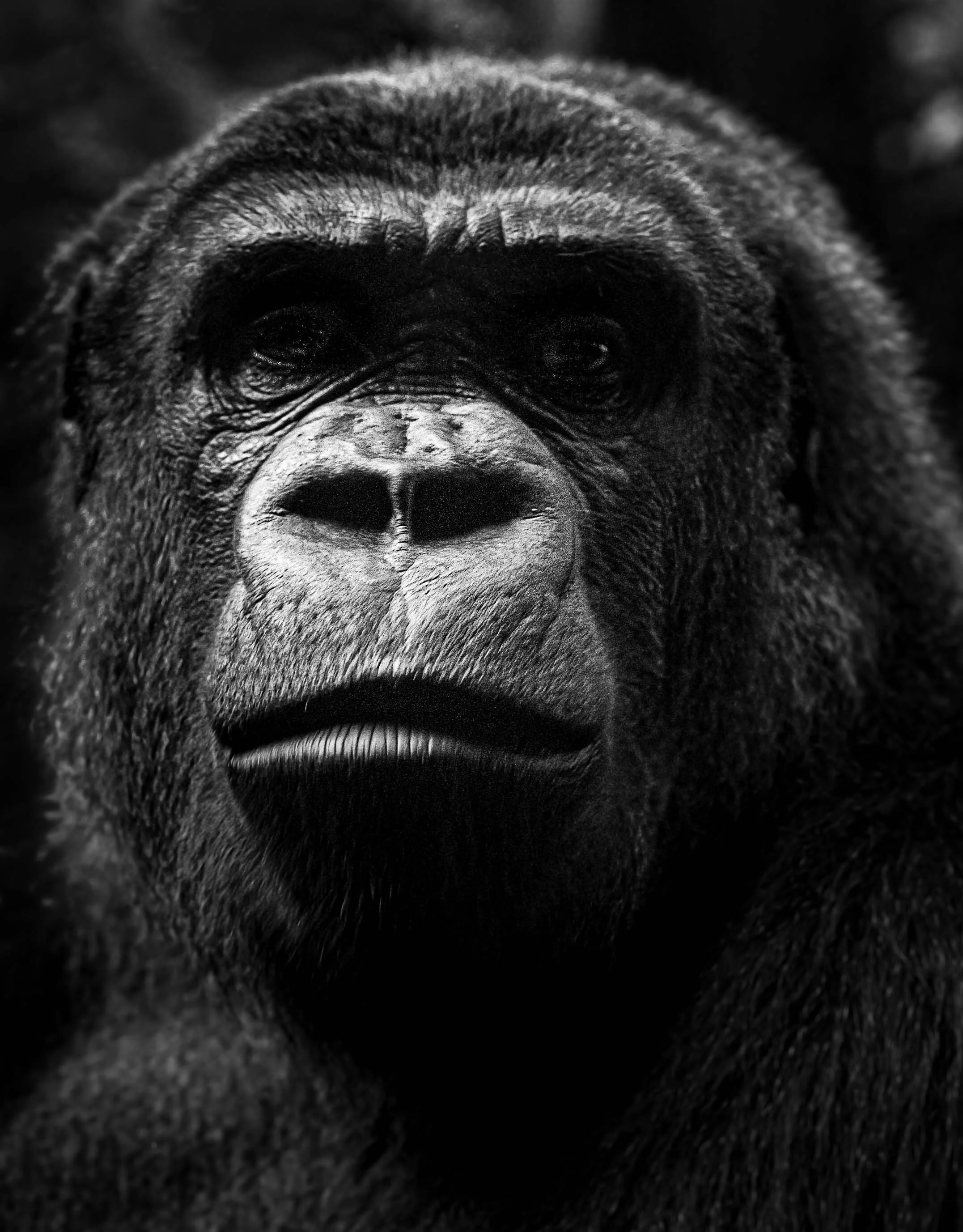 Jacob Lindenthal - Fauna-5.jpg